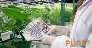 scientist-gain-money-after-gratifying-profiting-from-selling-medicinal-cannabis