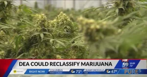 a cannabis farm shown in a news report about the possibility that DEA can reclassify marijuanna
