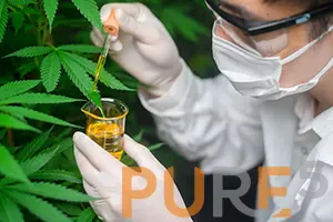 scientist-is-checking-analyzing-cannabis-experiment-holding-beaker-cbd-oil-laboratory