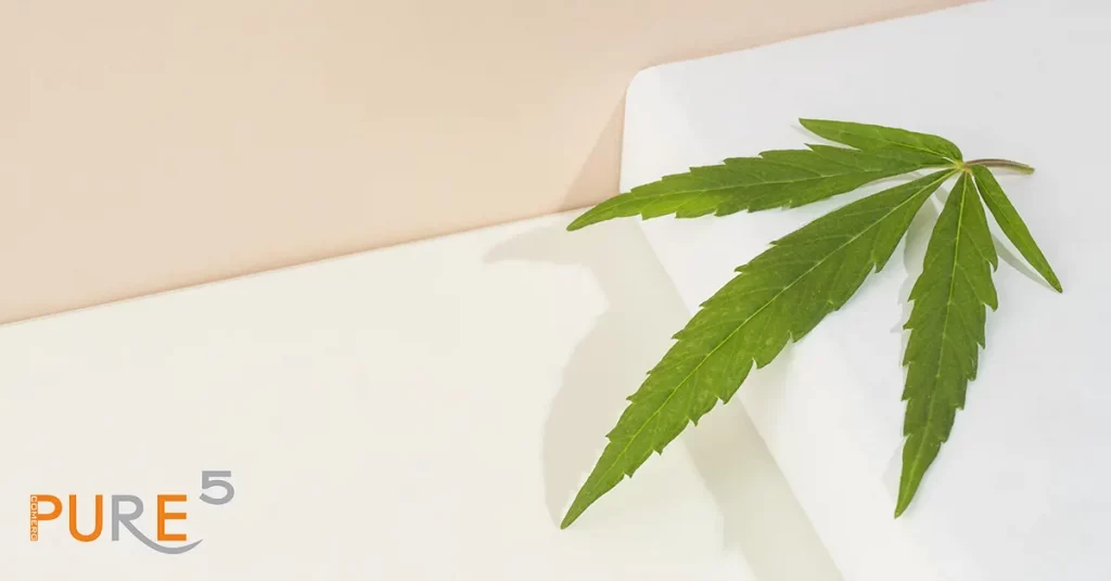 Cannabis leaf on white background.