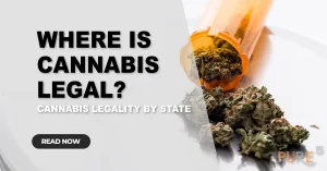 a banner for the article about where is cannabis legal with text on it near to it there is a flask with hemp heads ready for processing