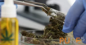 Scientist handling cannabis biomass for extraction testing with natural oil bottle nearby