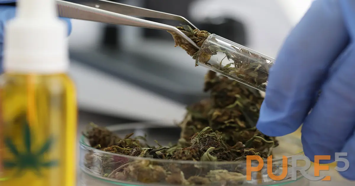 Scientist handling cannabis biomass for extraction testing with natural oil bottle nearby